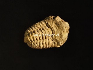 trilobit, flexicalymene