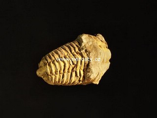 trilobit, flexicalymene