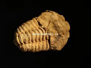 trilobit, flexicalymene