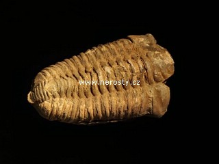 trilobit, flexicalymene