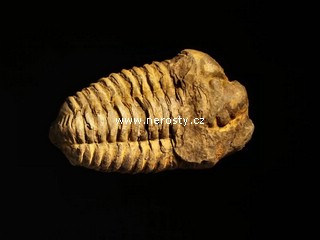 trilobit, flexicalymene