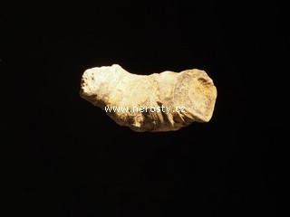 korál, heliophyllum sp.