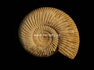 amonit, perisphinctes sp.