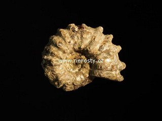 amonit, douvilleiceras mammilatum