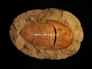 trilobit, paradoxides sp.