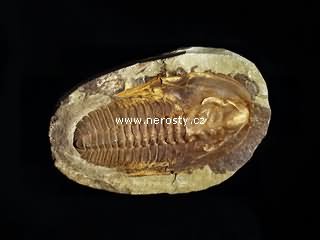 trilobit, paradoxides sp.