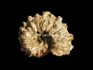 amonit, douvilleiceras mammilatum