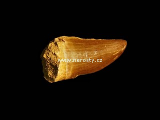 zub, mosasaurus anceps