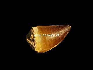 zub, mosasaurus anceps
