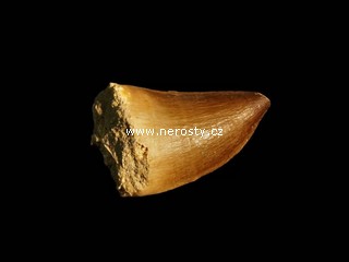 zub, mosasaurus anceps