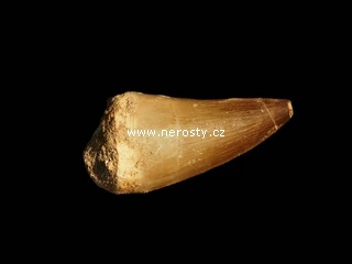 zub, mosasaurus anceps