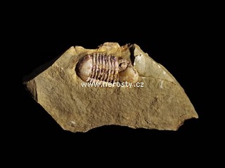trilobit, symphysurus rouvillei