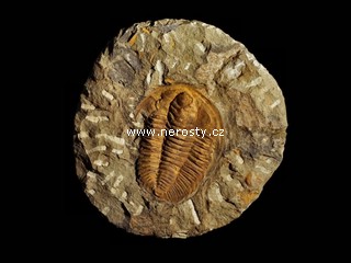 trilobit, hamatolenus vincenti