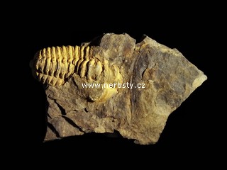 trilobit, flexicalymene