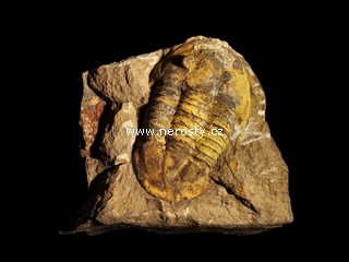 trilobit, asaphus sp.