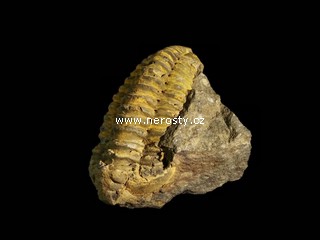 trilobit, flexicalymene