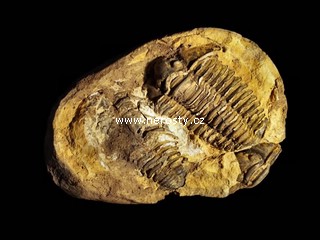 trilobit, diacalymene