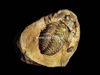 trilobit, diacalymene