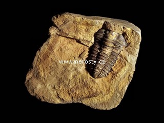 trilobit, diacalymene