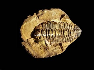 trilobit, diacalymene