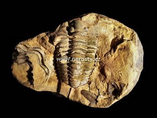 trilobit, diacalymene