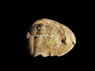 trilobit, diacalymene