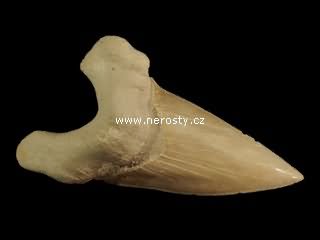 zub, otodus obliquus