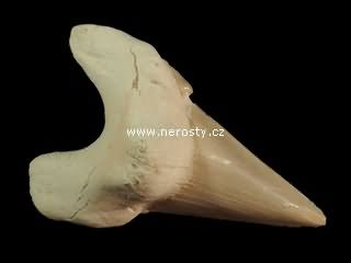 zub, otodus obliquus