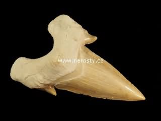 zub, otodus obliquus