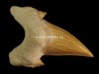 zub, otodus obliquus
