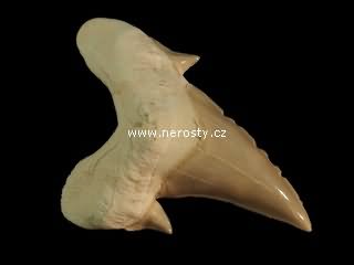 zub, otodus obliquus