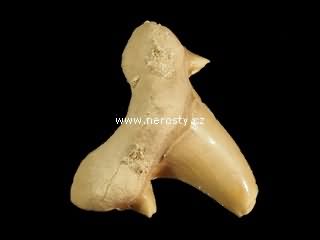 zub, otodus obliquus