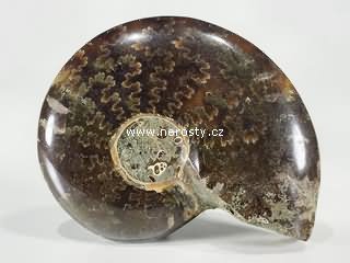amonit, phylloceras sp.