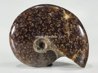 amonit, phylloceras sp.