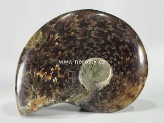amonit, phylloceras sp.