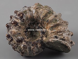 amonit, douvilleiceras mammilatum