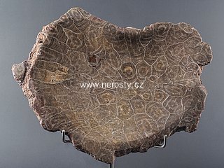korál