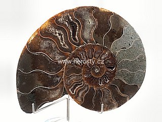 amonit, cleoniceras sp.