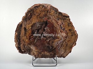 zkamenělé dřevo, araukárie