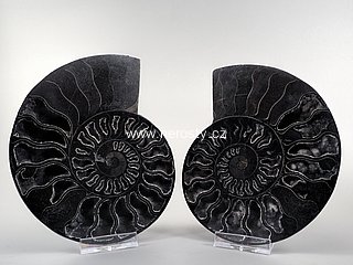 amonit, cleoniceras besairei