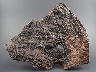 lilijce, scyphocrinus