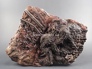 lilijce, scyphocrinus