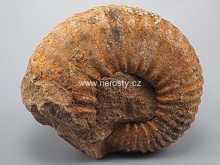 amonit, perisphinctes sp.