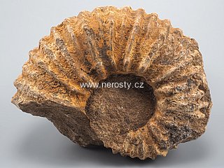 amonit, perisphinctes sp.