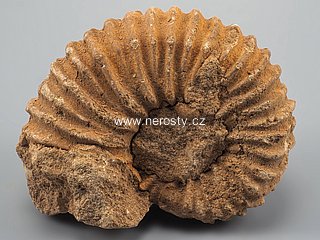 amonit, perisphinctes sp.