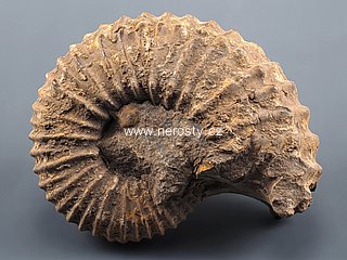 amonit, perisphinctes sp.