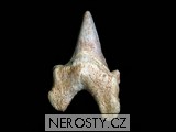 žraločí zub otodus obliquus
