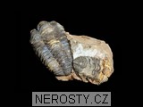 trilobit, diacalymene