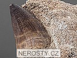 zub, mosasaurus anceps