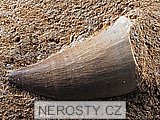 zub, mosasaurus anceps